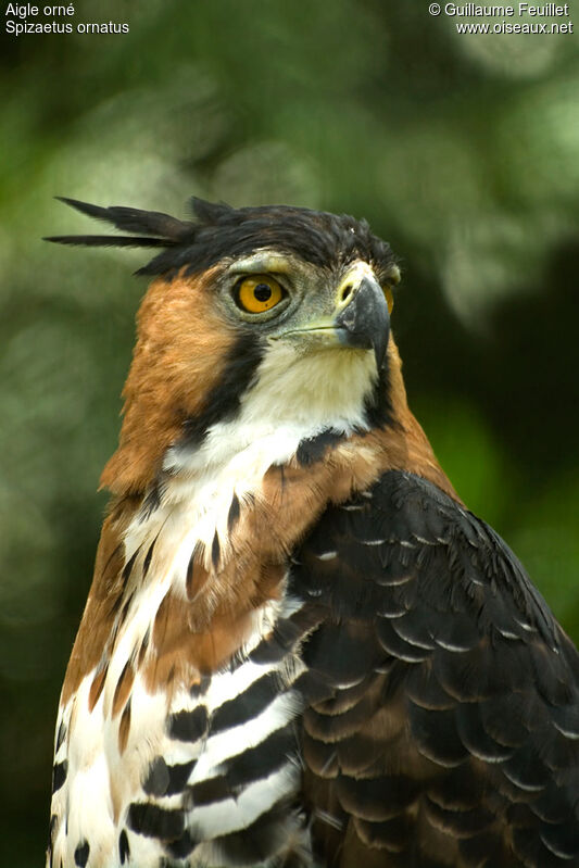 Aigle orné, identification