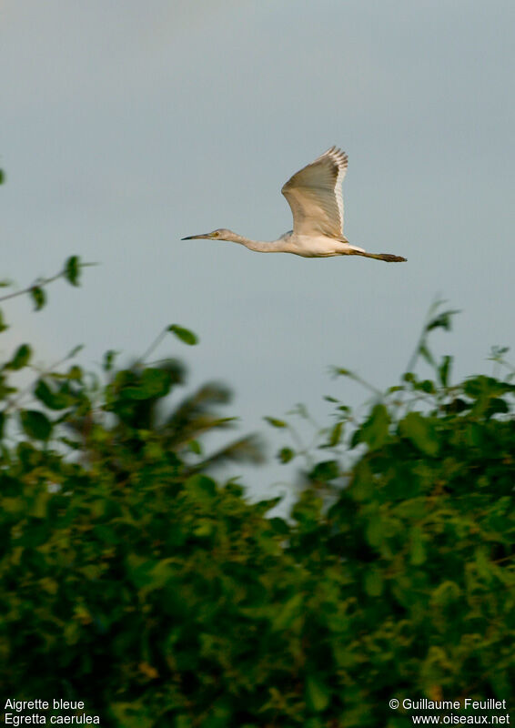 Little Blue Heronimmature, Flight