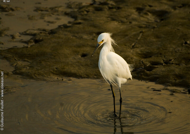 Snowy Egret, identification