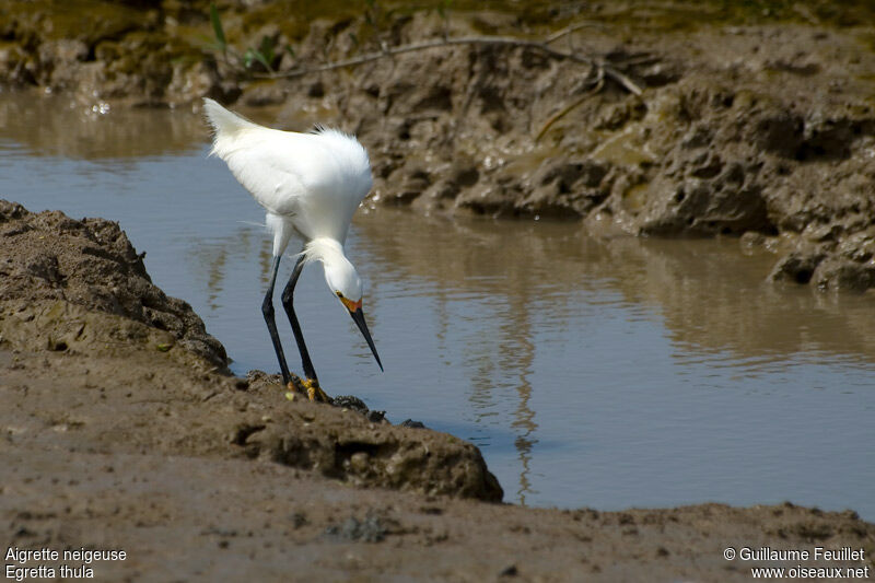 Snowy Egret