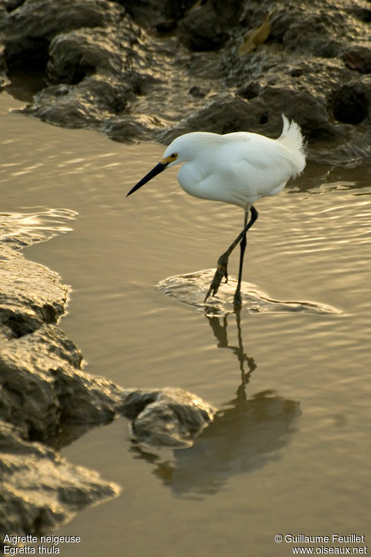 Aigrette neigeuse