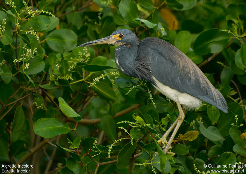 Tricolored Heron