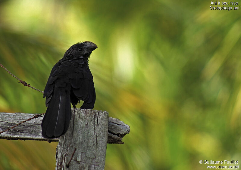 Smooth-billed Ani, identification