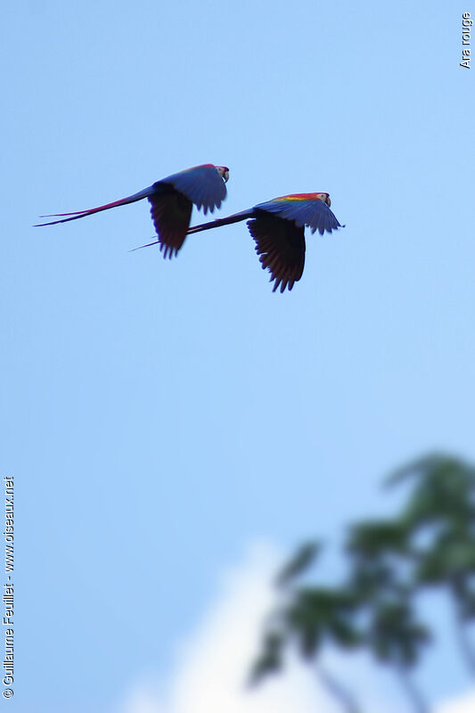 Scarlet Macaw, Flight