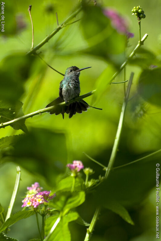 Glittering-throated Emerald