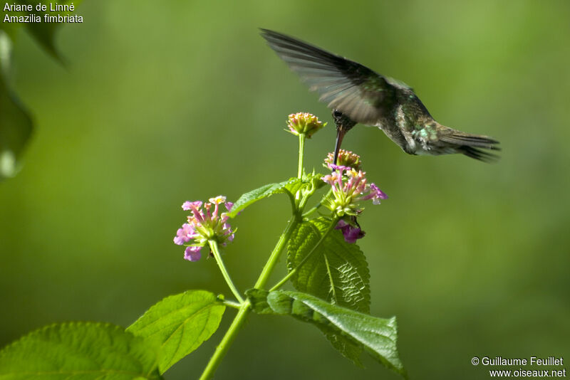 Glittering-throated Emerald