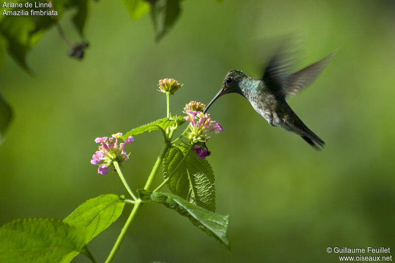 Glittering-throated Emerald