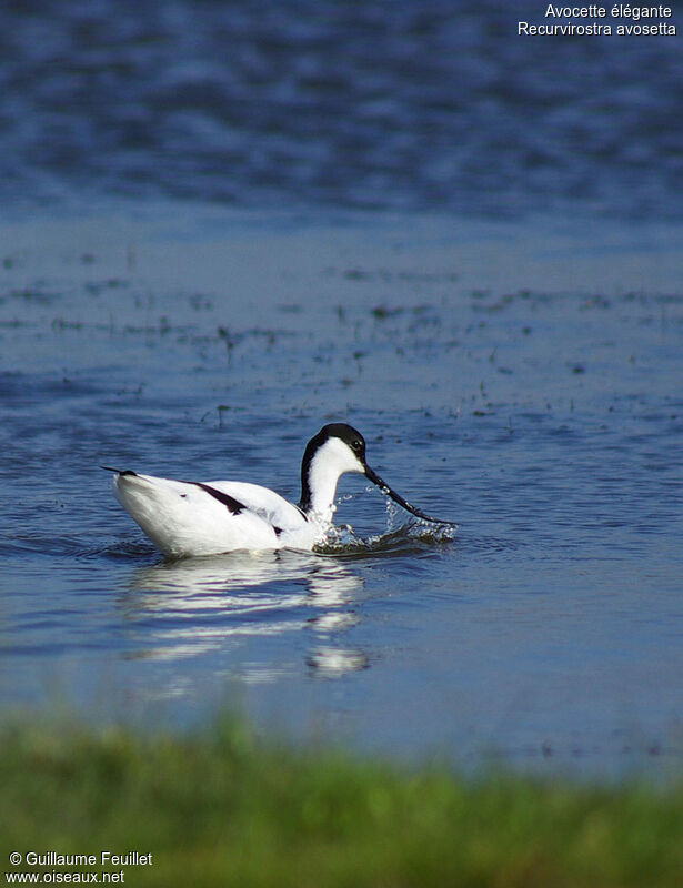 Avocette élégante