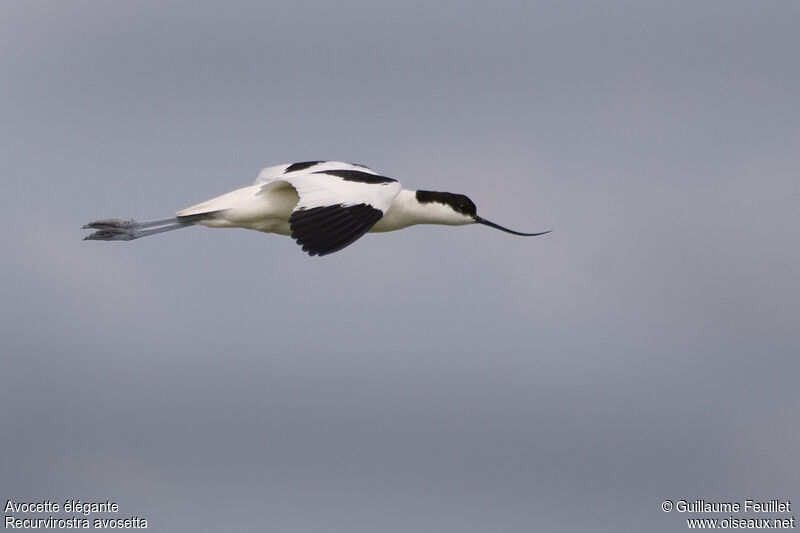 Avocette élégante