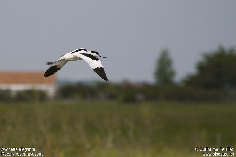 Avocette élégante