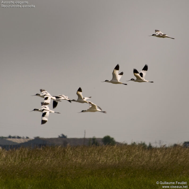 Avocette élégante