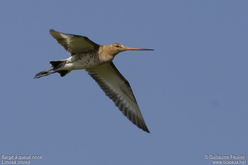 Black-tailed Godwit