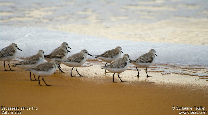 Bécasseau sanderling