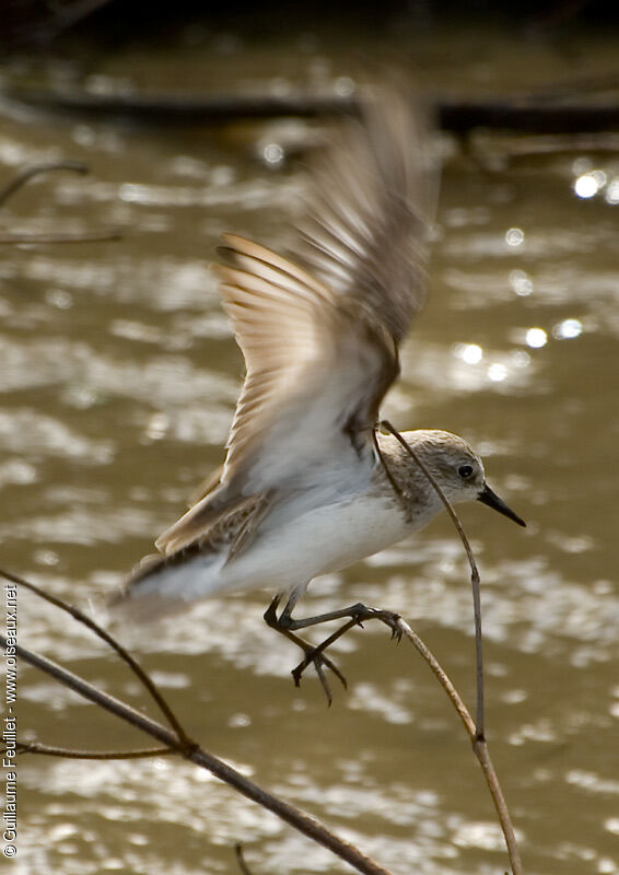 Semipalmated Sandpiper, Flight