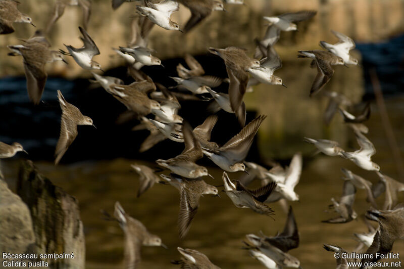 Semipalmated Sandpiper, Flight