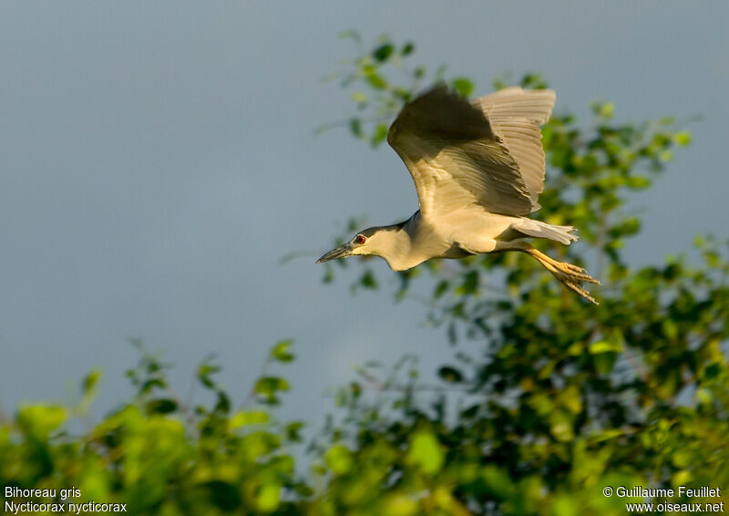 Black-crowned Night Heron