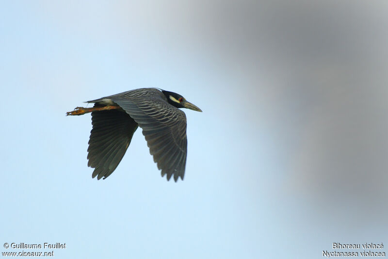 Yellow-crowned Night Heron, Flight