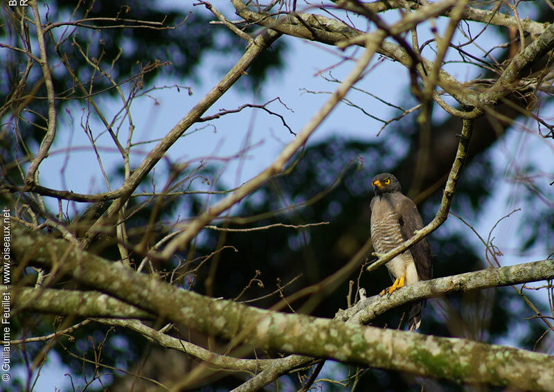 Roadside Hawk