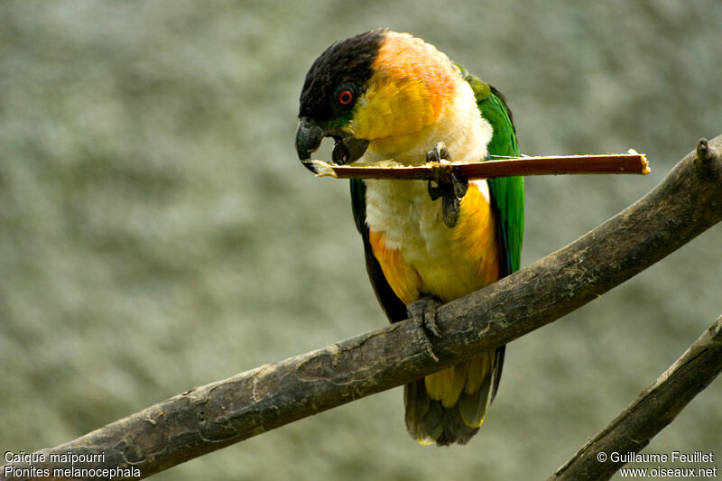 Black-headed Parrot, identification