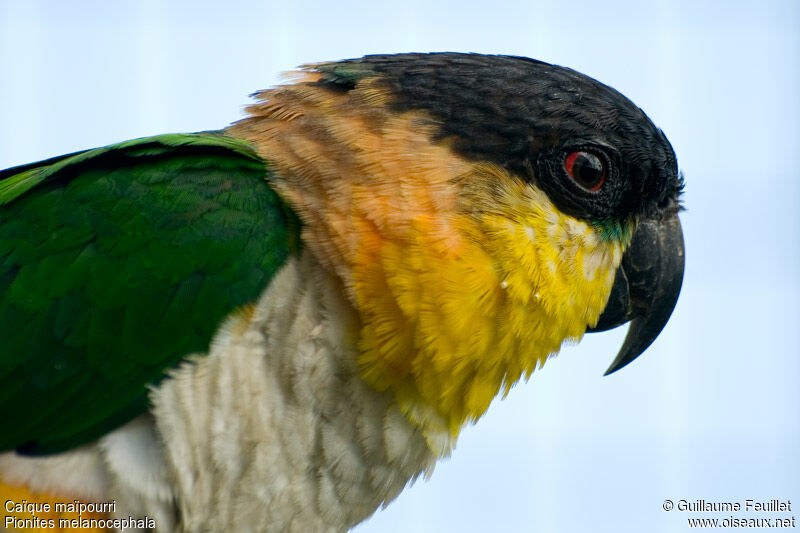 Black-headed Parrot, identification