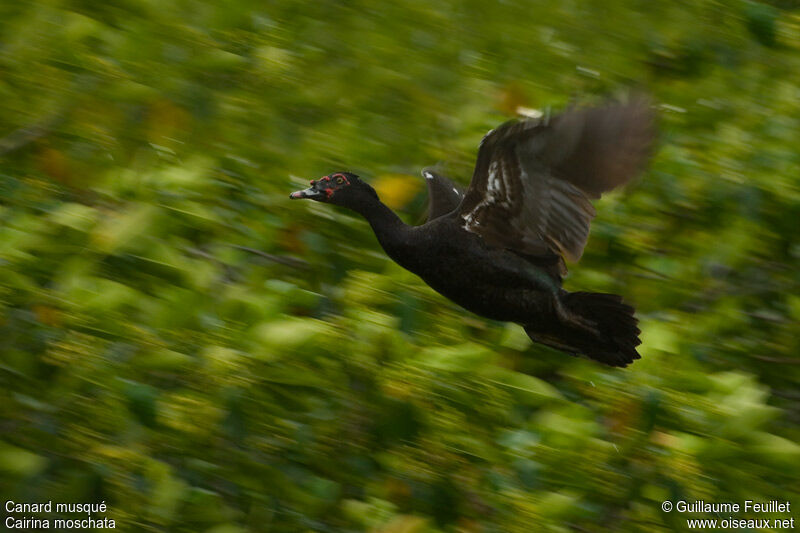 Muscovy Duck