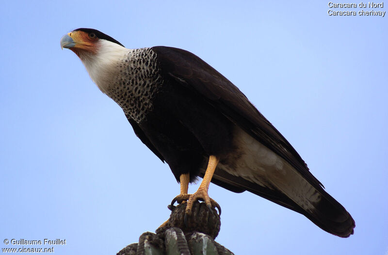 Caracara du Nord