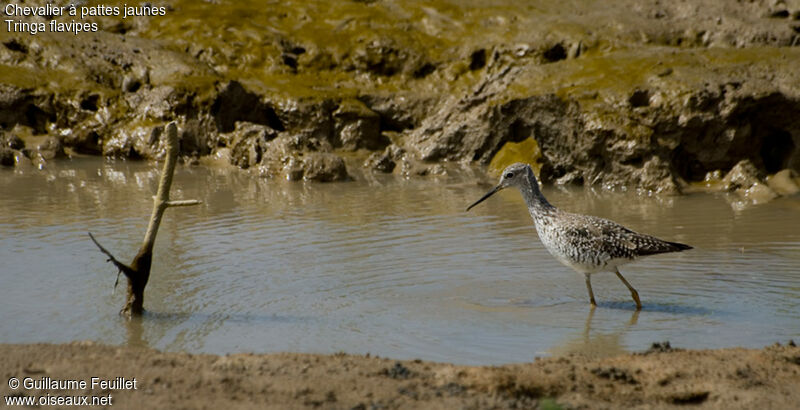 Lesser Yellowlegs