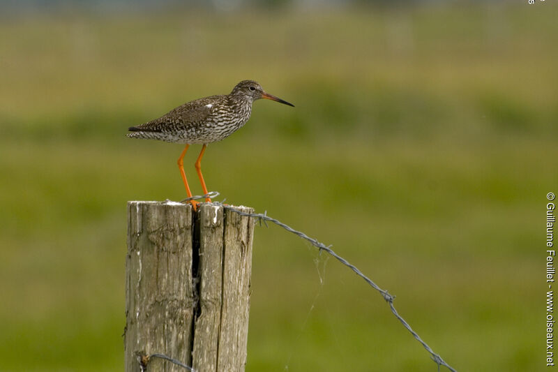 Common Redshank