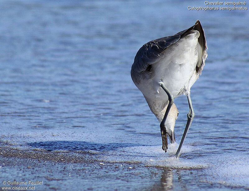 Willet