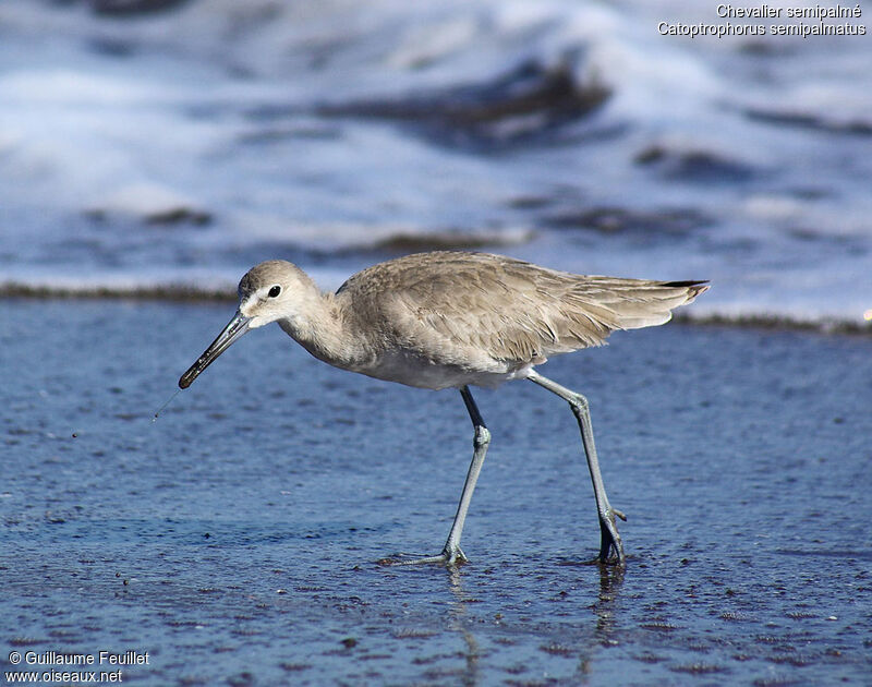 Willet