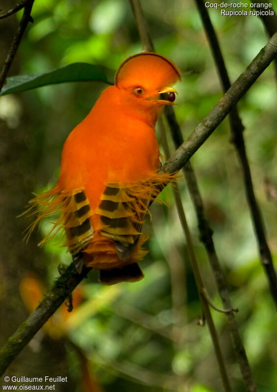 Coq-de-roche orange