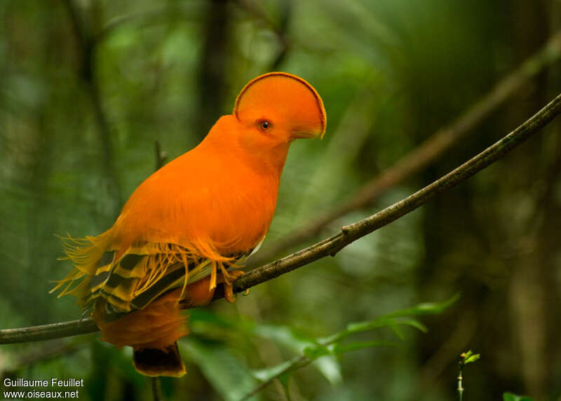 Guianan Cock-of-the-rock male adult breeding, identification