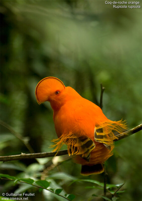 Guianan Cock-of-the-rock male