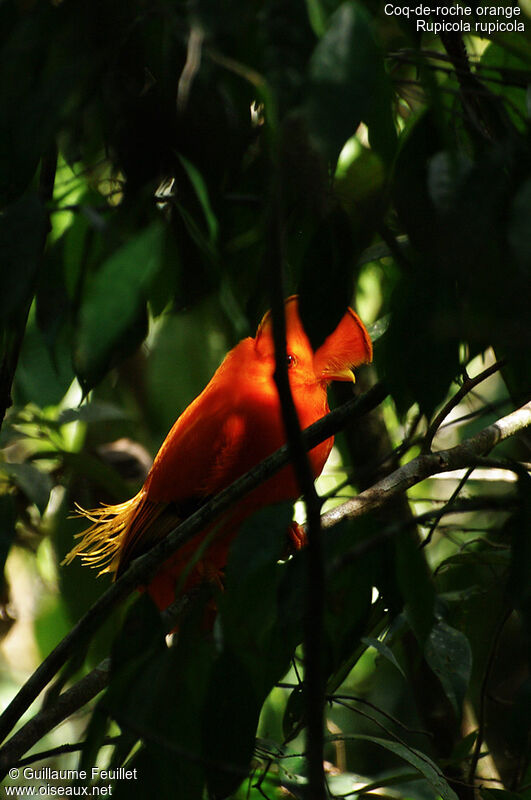 Guianan Cock-of-the-rock