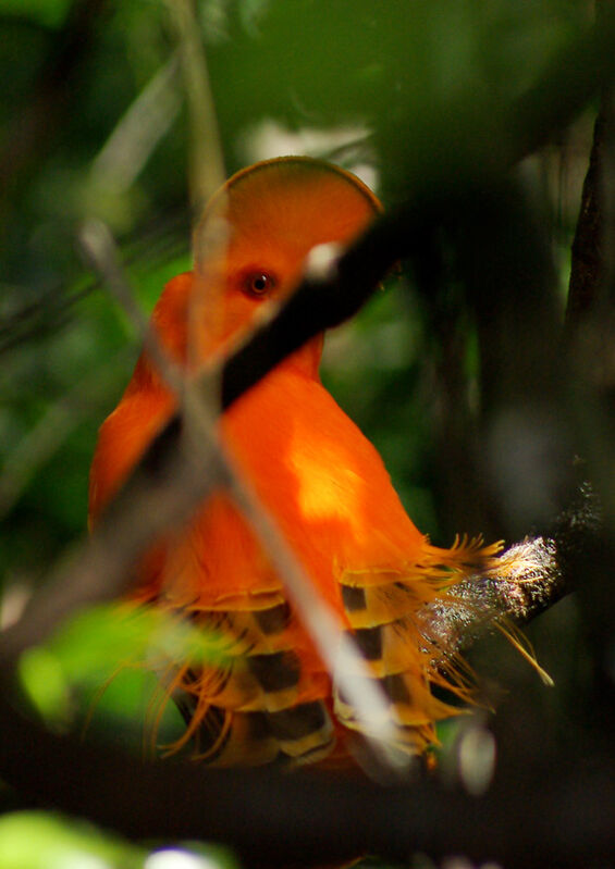 Guianan Cock-of-the-rock