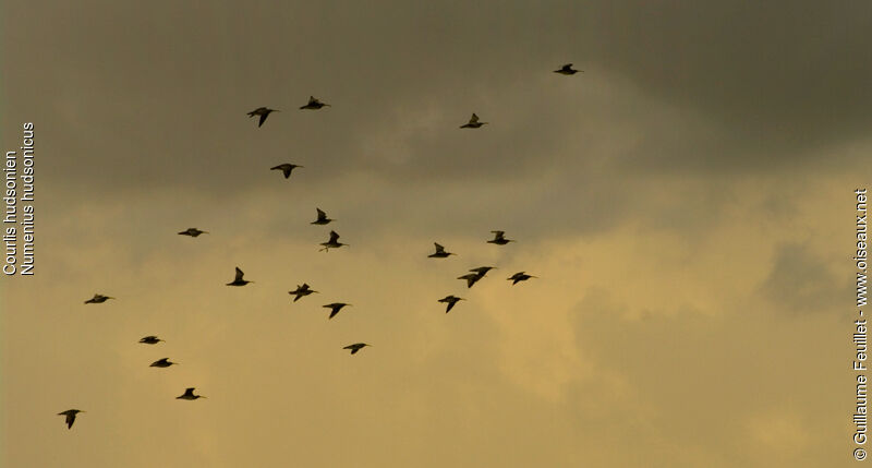 Hudsonian Whimbrel, Flight