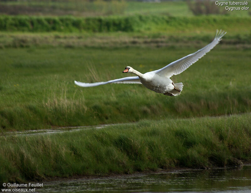 Mute Swan