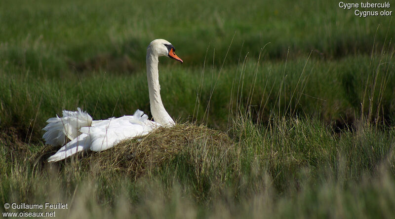 Cygne tuberculé