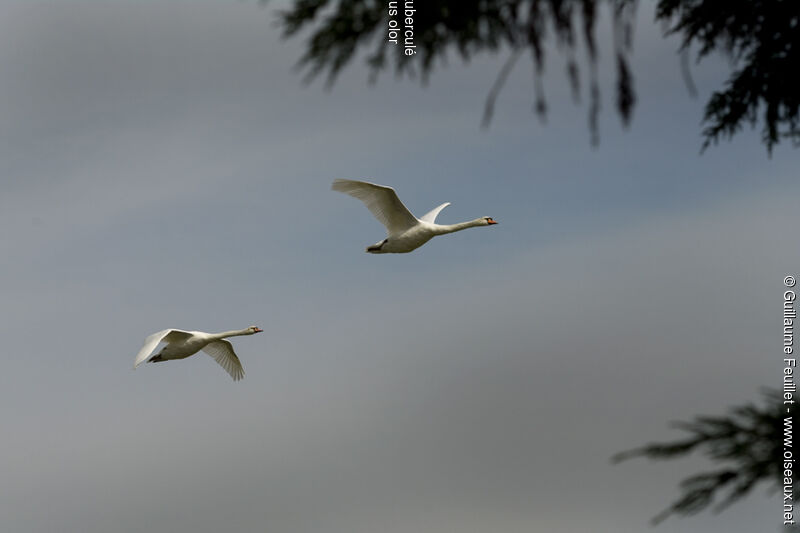 Cygne tuberculé