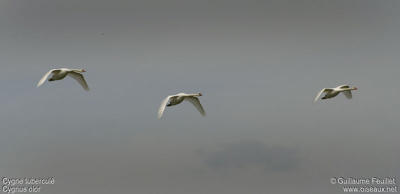 Mute Swan