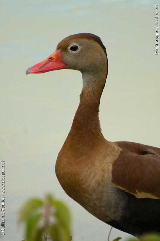 Dendrocygne à ventre noir