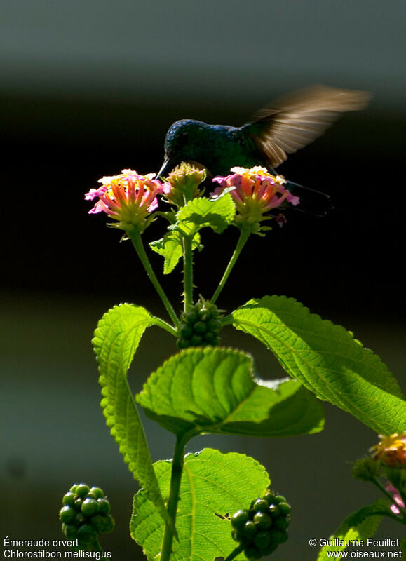 Blue-tailed Emerald