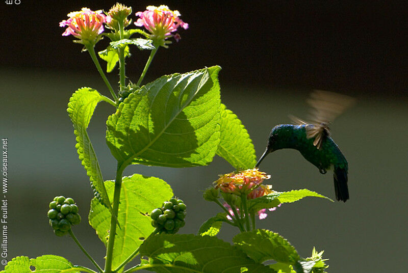 Blue-tailed Emerald