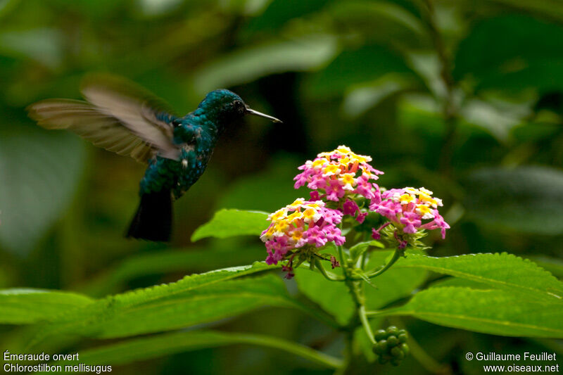 Blue-tailed Emerald