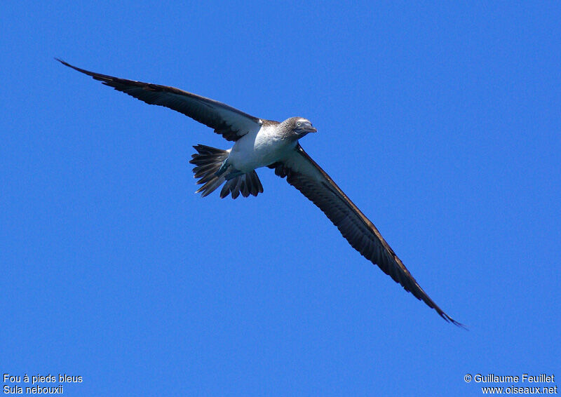 Blue-footed Booby