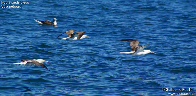 Fou à pieds bleus