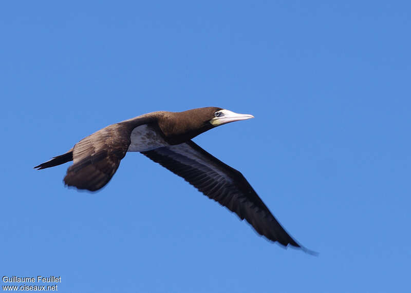 Brown Boobysubadult, Flight