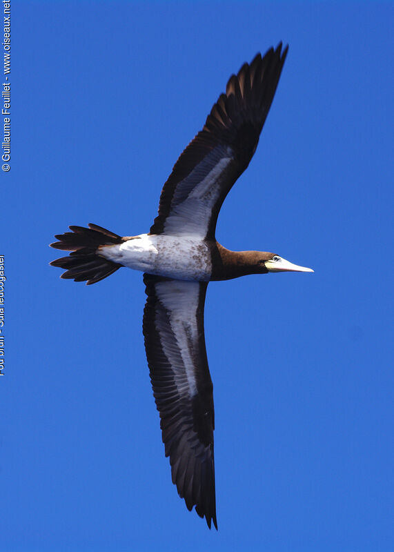 Brown Booby