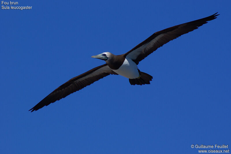 Brown Booby