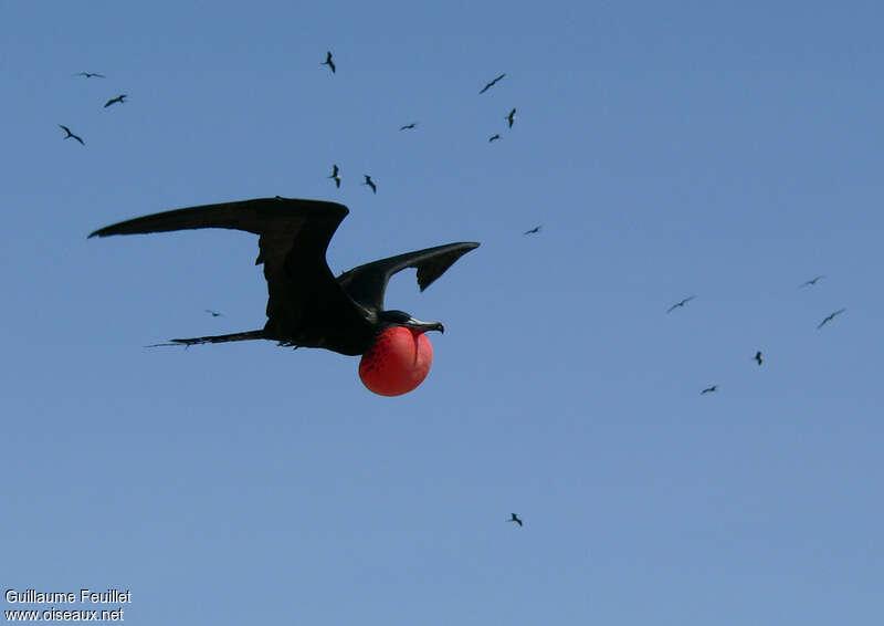 Magnificent Frigatebird male adult breeding, Flight, Behaviour